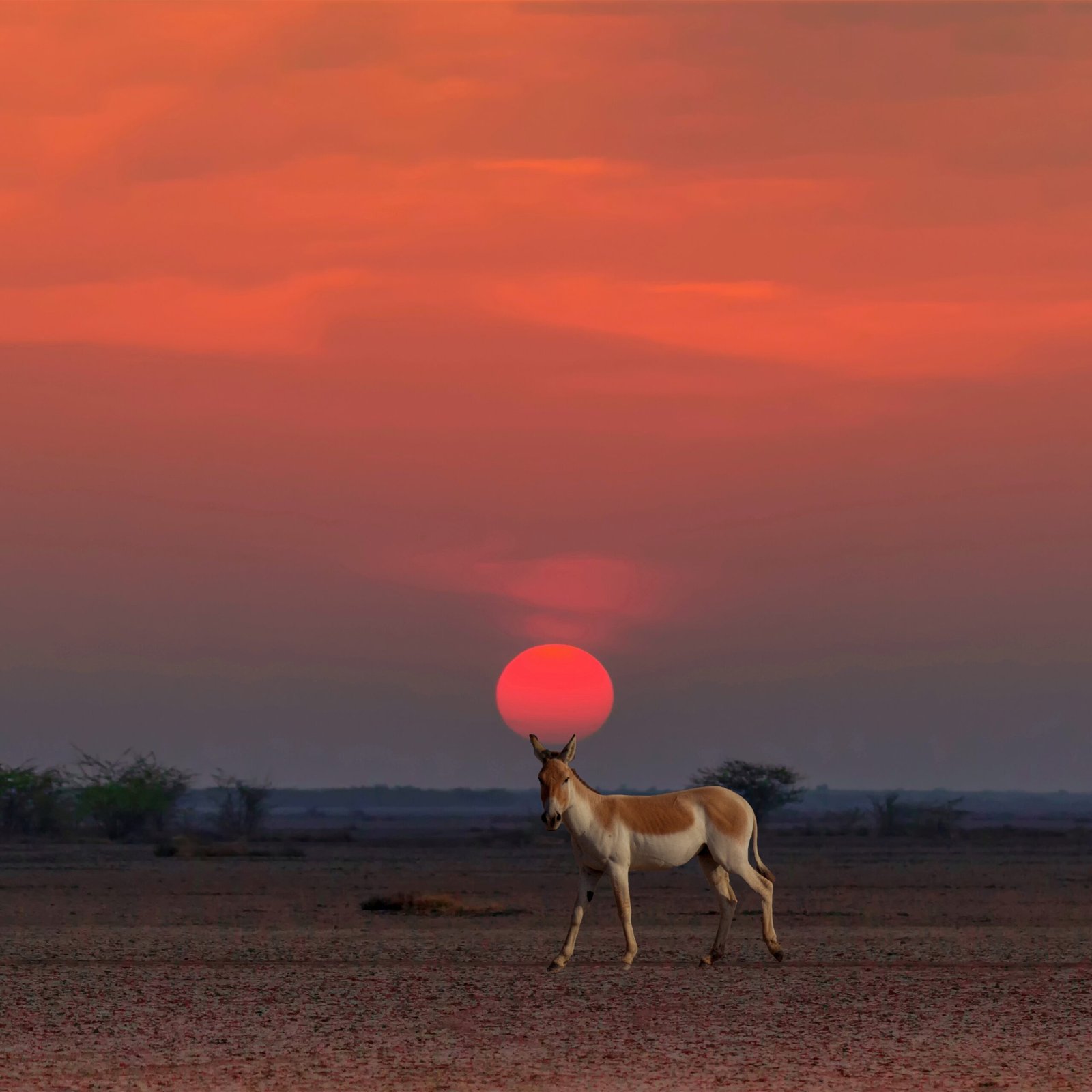 Little Rann of Kutch